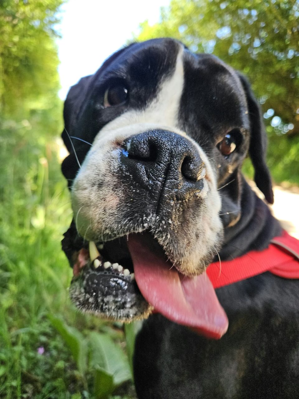 My Dog